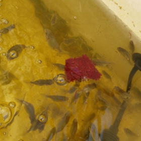 孵化50日目の画像