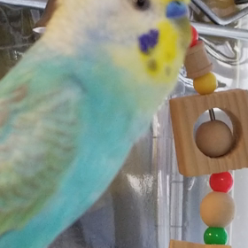 ボーちゃん動画の画像