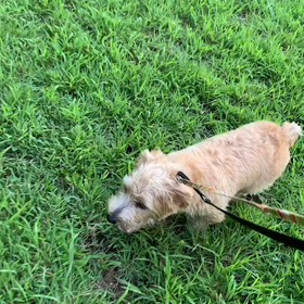 7月31日11わんこと1時間遠足  代々木公園の画像