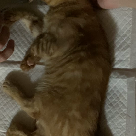 衝撃の検査結果 【骨が弱い猫】の画像