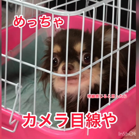 すんごい視線...笑の画像