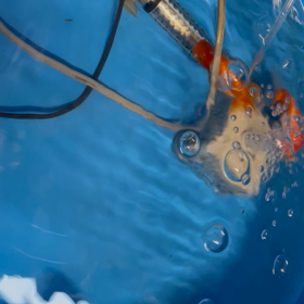 今日、またらんちゅうを3匹購入しましたの画像