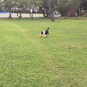 ボーダーコリーのセナ 6か月の画像