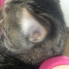 我が家のネコの画像