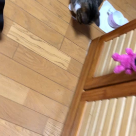 吹き出物かニキビか？マリーの暇つぶし…仕留めたり〜の画像