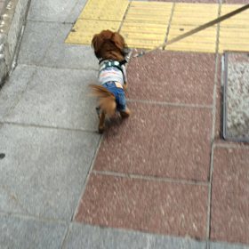 ルアーの散歩の画像