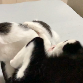 負けっぱなしのぶしくんの画像