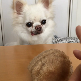 【動画】ボールを投げろ！の画像