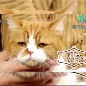 サバイバルファミリーの画像