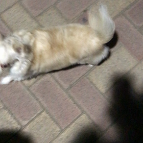 散歩のマナーの画像