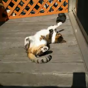 ころんころんの画像