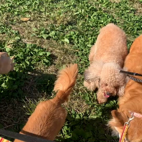 10月30日12わんこと2時間遠足　　代々木公園の画像