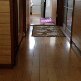 走ってきて、噛む犬の画像