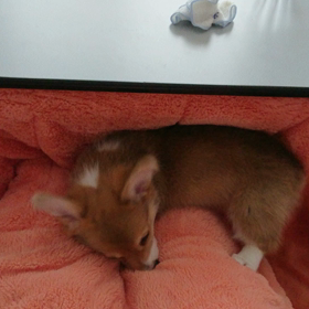 ノアの好きなものの画像