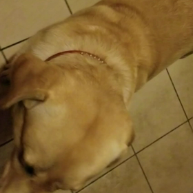 愛犬そらからの挨拶♡初めてのYouTube投稿！の画像