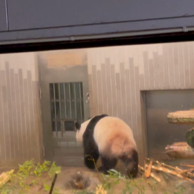 シャンシャンの画像