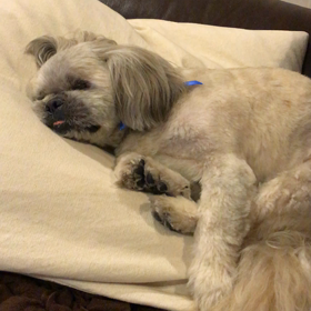 ピクピクちゃんの画像