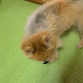 明日で1ヵ月の画像