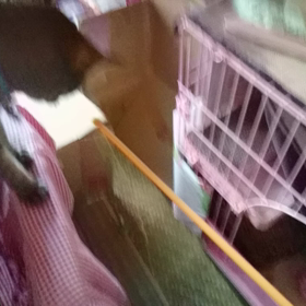 心春とMiss Chappyの交流の画像