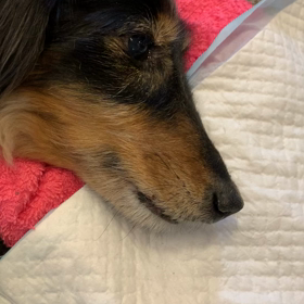 ささみを食べなくなりましたの画像