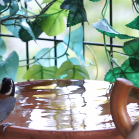 自宅でバードウォッチング　2020/08/16の画像