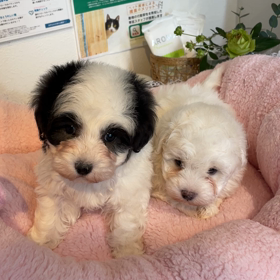 パンダちゃん♪の画像