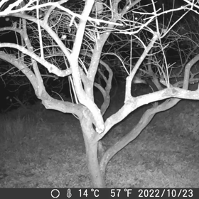 すぎぴたんの事件簿シーズン3　63話（渋谷に負けられない、柿の木ハロウィン）の画像