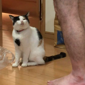 オヤジにまとわりつき…ニャーの画像