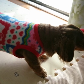 オモチャで遊ぶ☆の画像