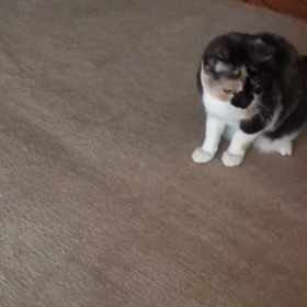 さあ、遊ぶよー！の画像