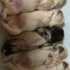 ペキベビーのラインンダンス✨の画像