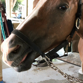 102鞍目 4級取得レッスンの画像