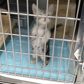 癒やされ動画の画像