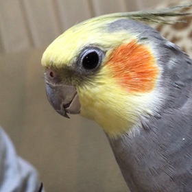 弄ばれるパルぞうさんの画像