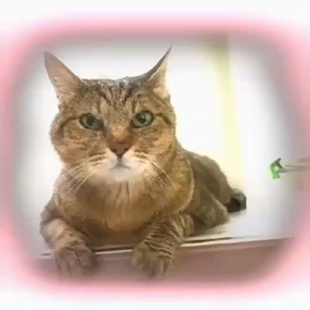 猫娘たちからのご挨拶(笑)の画像