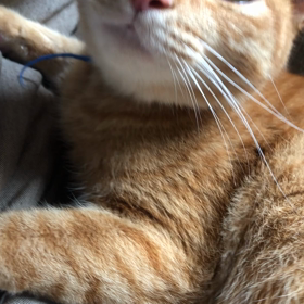 ねこスンスンの画像