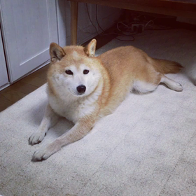 きょうも平和ですの画像