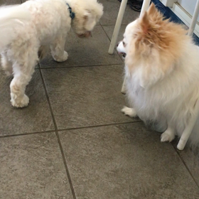 ティファニー対リリーの画像