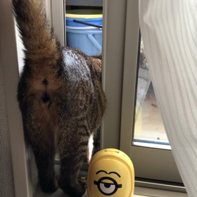 ベランダ大好き、トラちゃん♀の画像