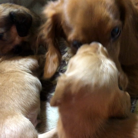 離乳食スタートしていますの画像