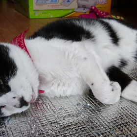 振り向いたら・・・の画像