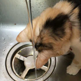 なんで？の画像