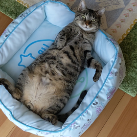 ぱっか～んロキちゃんの画像