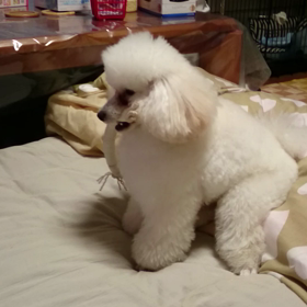 威嚇してるの？の画像