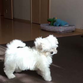 動画 阿部ドッグスクール 公式ブログ