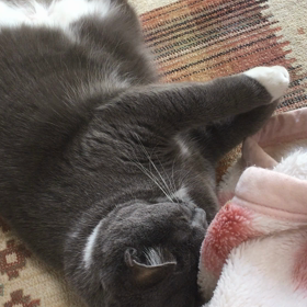 ゴロゴロの画像