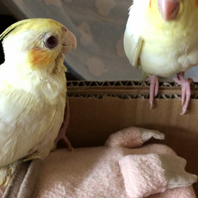 雛の成長を見守る。の画像