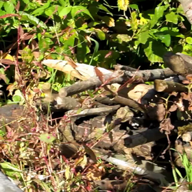 *日本ワーホリ*Day65　動画☆りすの家⑦ ʕ•ﻌ•`ʔฅの画像