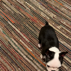 ボストンテリアのペペさん4日目：単純計算の画像