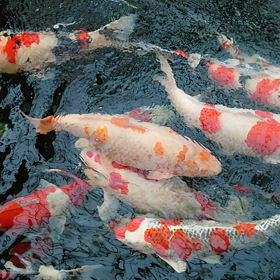 今朝の大池の画像